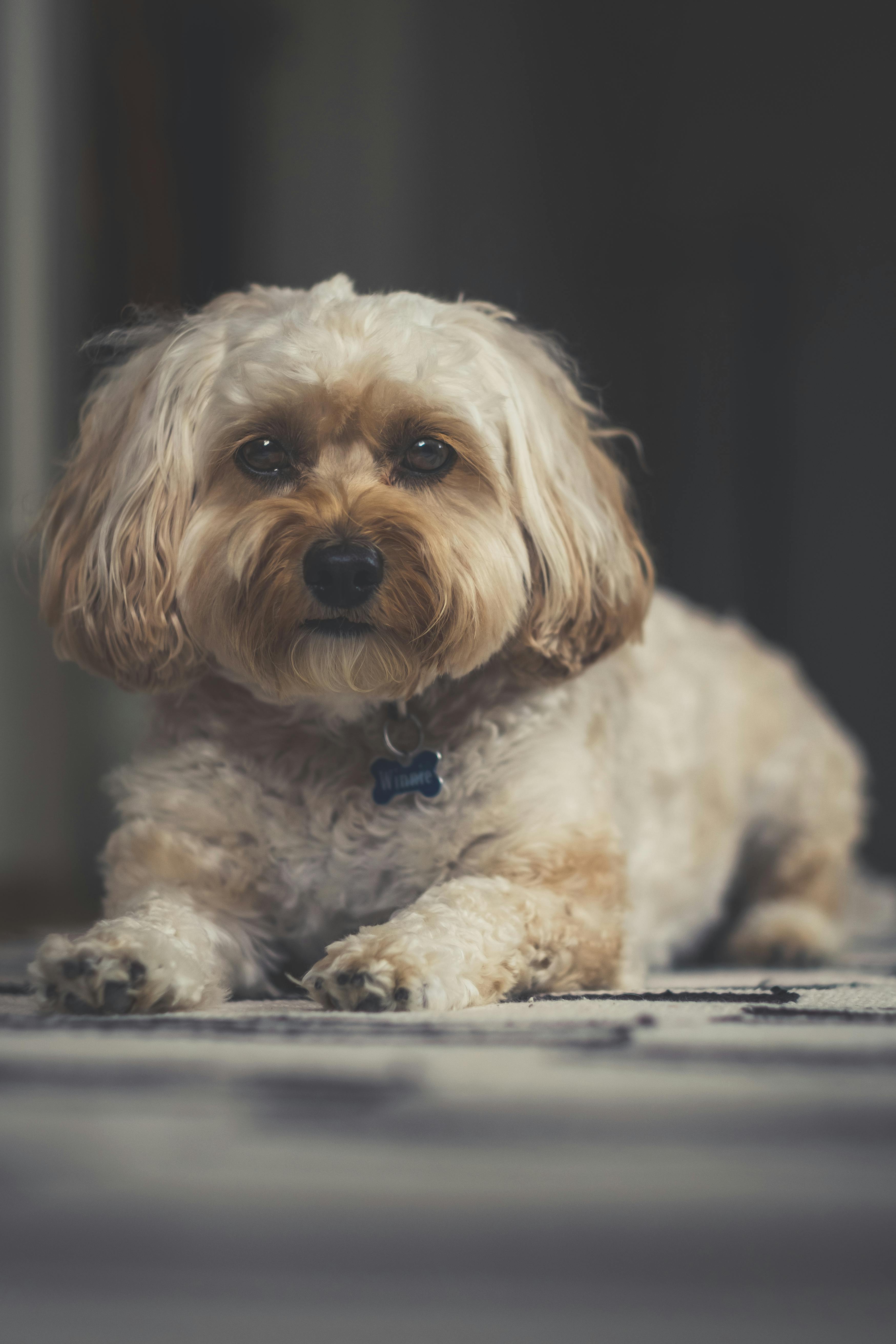 Безкоштовне стокове фото на тему «безтурботний, вертикальні постріл, веселий» стокове фото