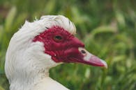 White and Red Bird on Green Grass