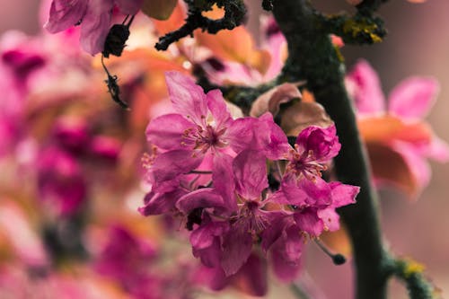 Free Selective Focus Photograph of Flowers with Pink Petals Stock Photo
