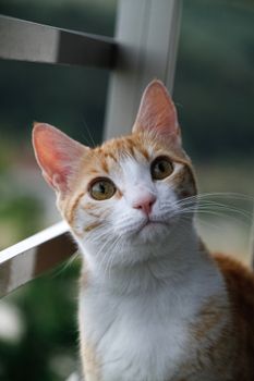 一只迷人的姜黄色虎斑猫，在柔和的阳光下聚精会神地凝视着窗外