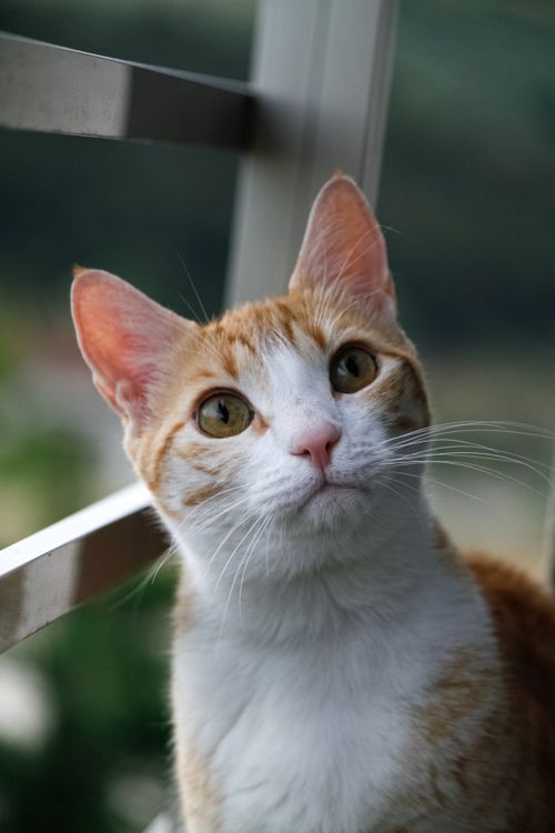 Free Charming ginger tabby cat gazing attentively by a window with soft daylight. Stock Photo