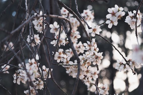 White Cherry Blossom in Close-Up Photography