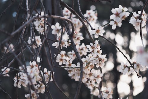 Immagine gratuita di albero, avvicinamento, bellissimo