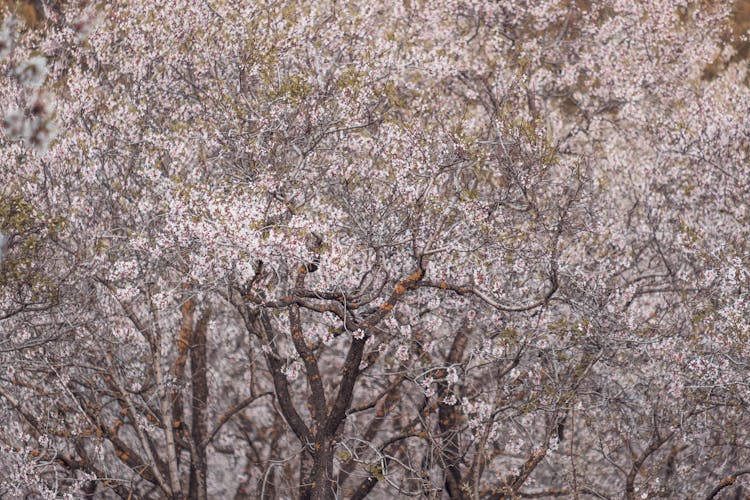 Almond Trees In Blossom 