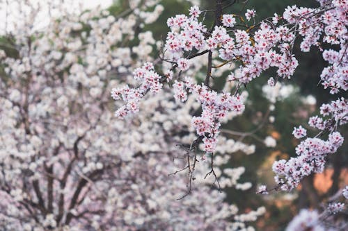 免費 季節, 春天, 春天的花朵 的 免費圖庫相片 圖庫相片