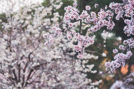 马德里公园春季樱花特写镜头，凸显了其精致的白色花瓣