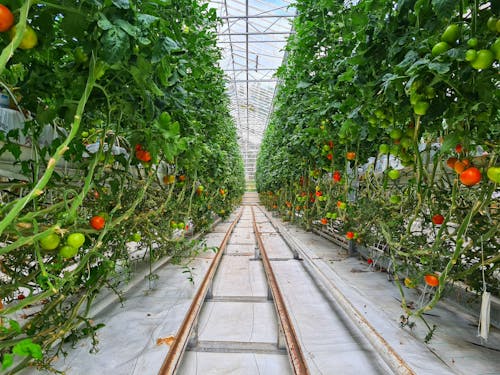 Green and red tomatoes growing on high bushes in contemporary greenhouse with automatic watering system