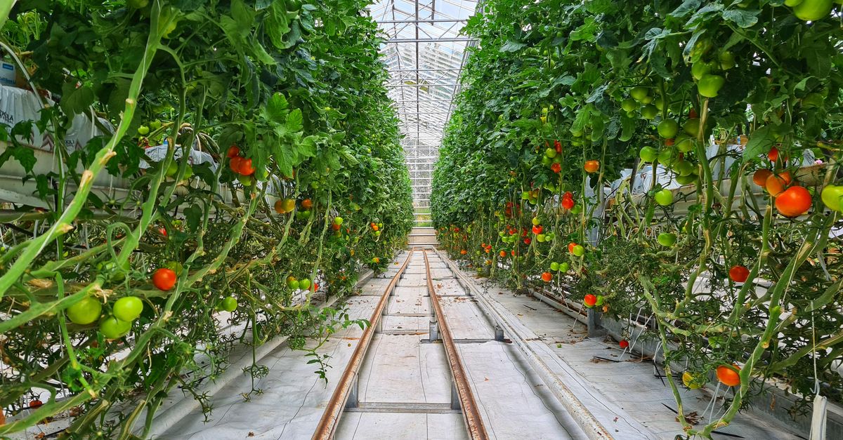 Pure Harvest used founder capital for the diligence that made its first commercial greenhouse financeable.