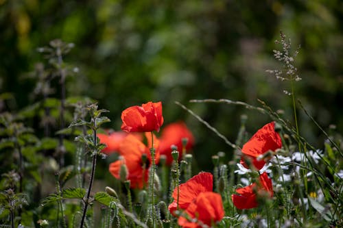 Free Red Flowers and Green Grass Stock Photo