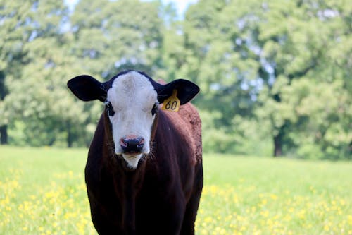 Free Brown and White Cow on Green Grass Field Stock Photo
