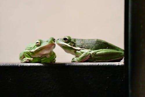 Green Frogs on Black Surface