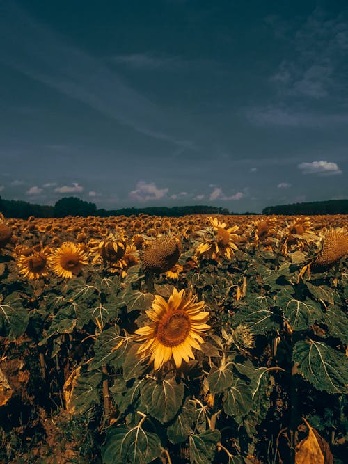 Foto stok gratis agrikultura, bidang, bunga matahari