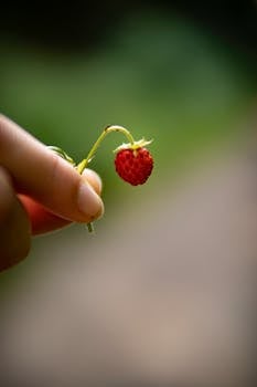 A close-up photo of a hand holding a small wild strawberry with a blurred background.