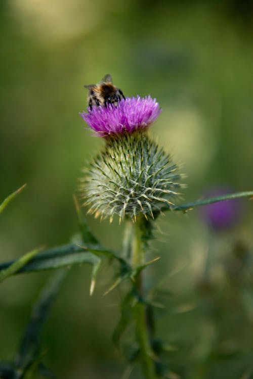 Безкоштовне стокове фото на тему «Бджола, будяк, впритул»