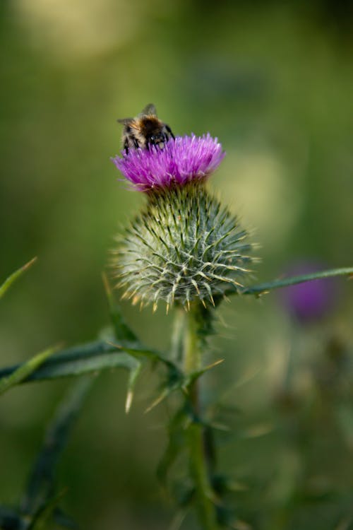 Purple Flower in Tilt Shift Lens