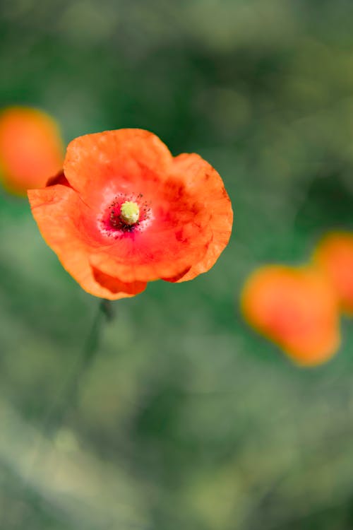 Free Orange Flower in Tilt Shift Lens Stock Photo