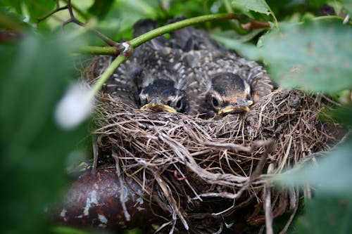 Black and Brown Birds on Brown Nest