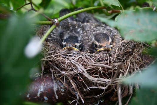 Black and Brown Birds on Brown Nest