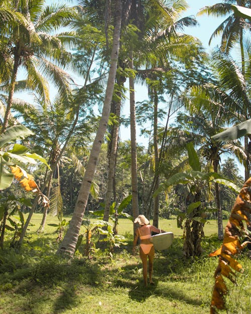 佳能, 叢林, 棕櫚樹 的 免費圖庫相片
