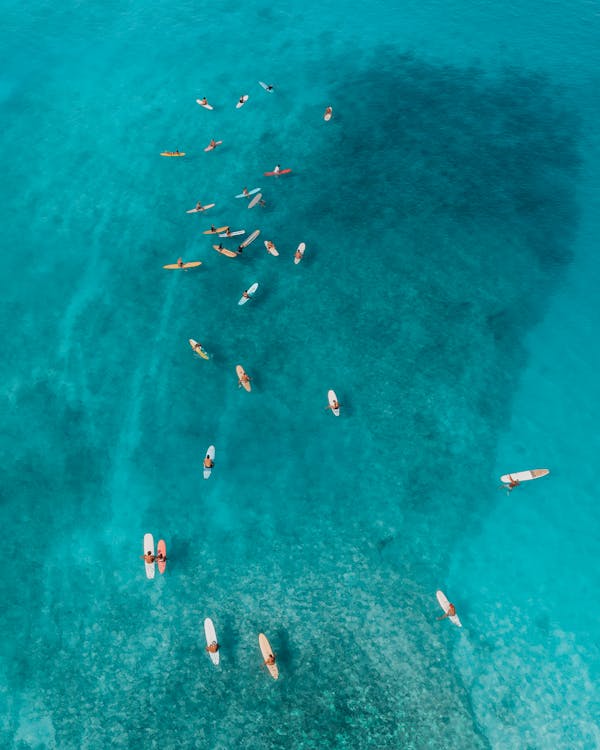 Aerial View of People Swimming on Sea · Free Stock Photo