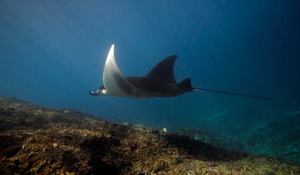Stunning view of a manta ray swimming gracefully underwater in Coron, Philippines.