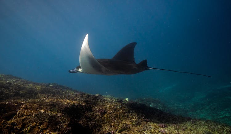 Manta Ray Fish In Sea 