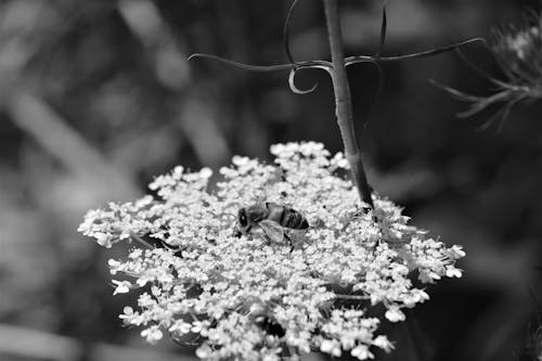 Free stock photo of honey bee, white flower