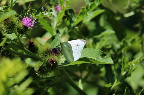 Free stock photo of thorny, thorny bush, white butterfly