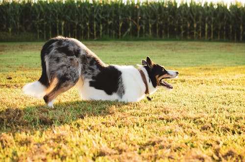 Free Photo of a Tri Blue Merle Dog on Green Grass Stock Photo