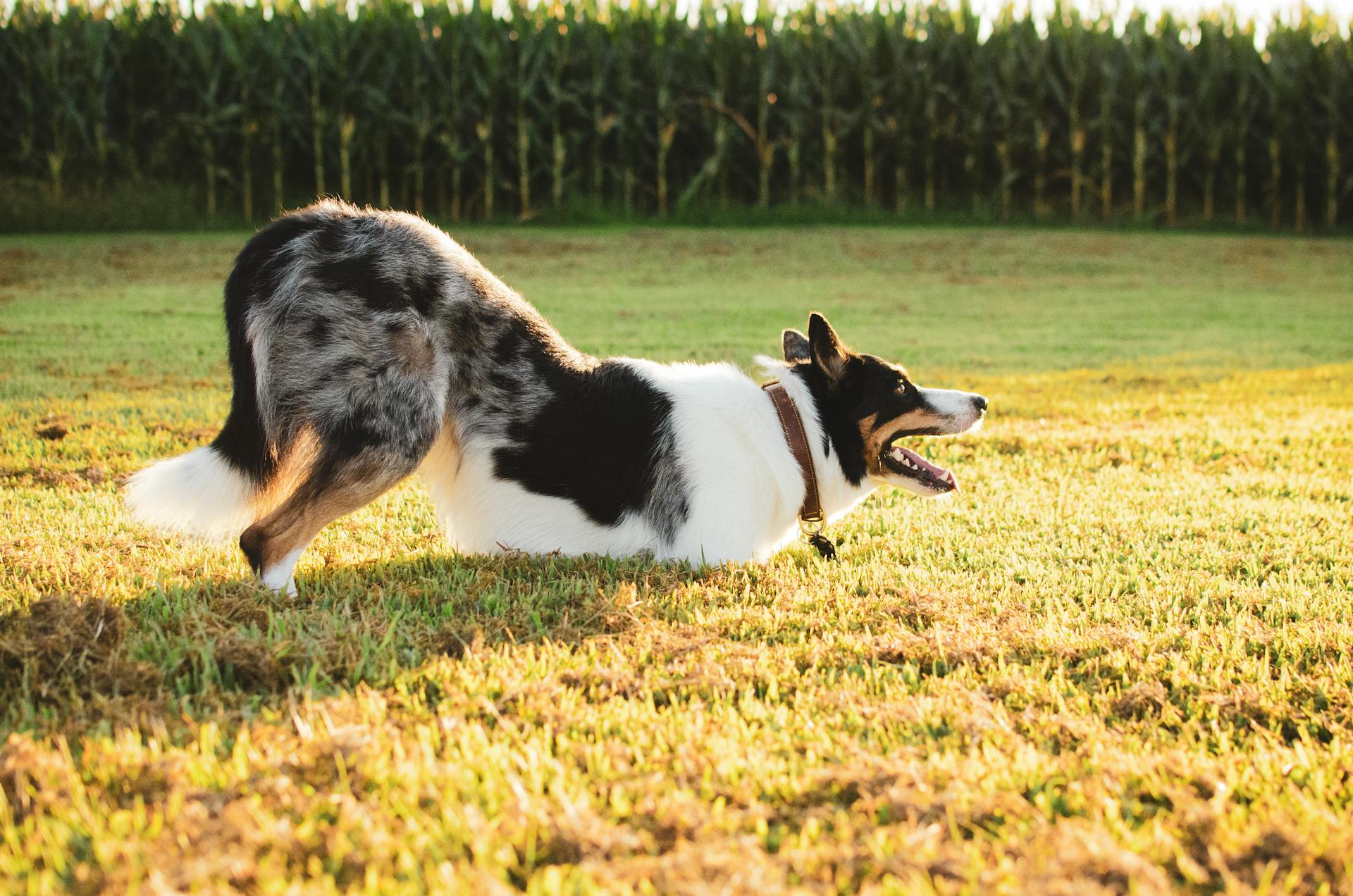 Foto av en Tri Blue Merle Dog på grönt gräs