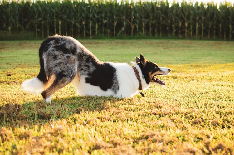 Photo Of A Tri Blue Merle Dog On Green Grass