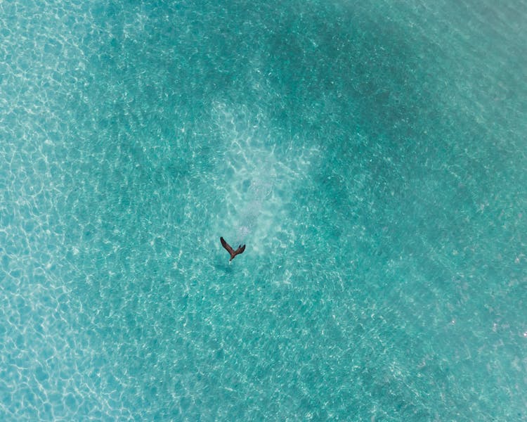 Aerial Shot Of Bird Flying Over Sea