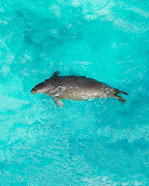 Seal Swimming in the Sea
