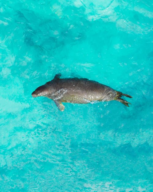 Free A seal swimming in clear turquoise ocean waters, photographed from above, offering ample copy space. Stock Photo