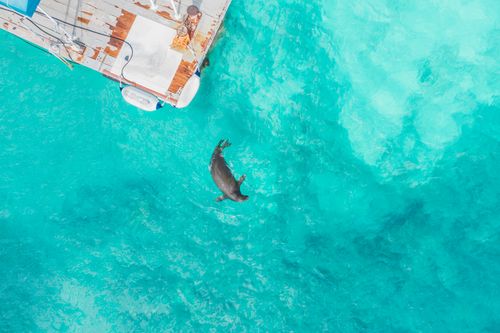Free Aerial photo showing a seal swimming in turquoise waters near a docked boat. Stock Photo