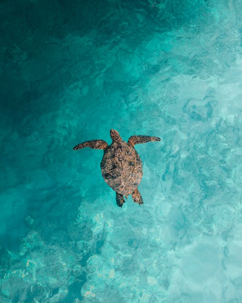 Blue Turtle Photos, Download The BEST Free Blue Turtle Stock Photos ...