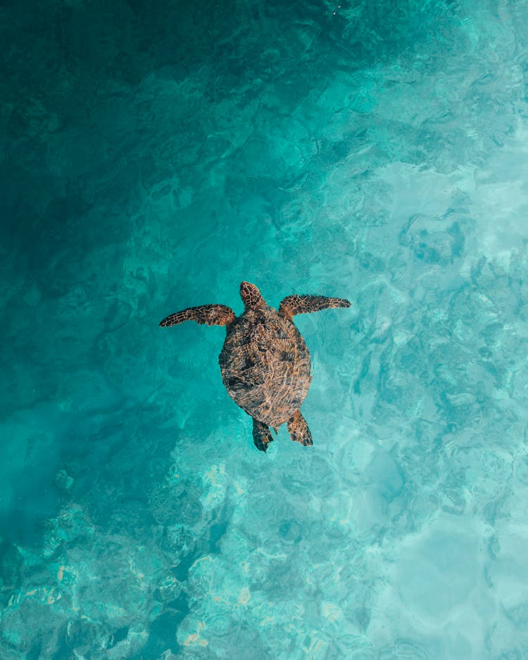 Top View Of Turtle In Blue Sea