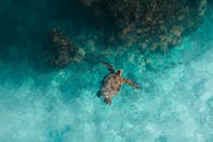 海龟游泳在绿松石水在珊瑚礁的迷人的空中射击