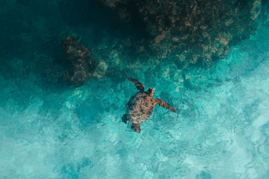 menjelajahi Derawan: surga snorkeling dan diving di Kalimantan