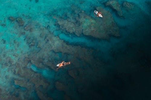 Aerial View o Surfers Swimming