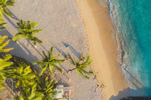 免费 俯視圖, 夏天, 棕櫚樹 的 免费素材图片 素材图片