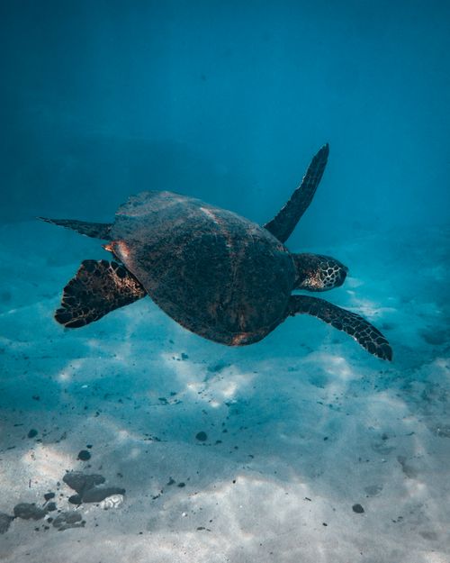 Free Captivating image of a sea turtle swimming gracefully underwater on a sandy seabed. Stock Photo