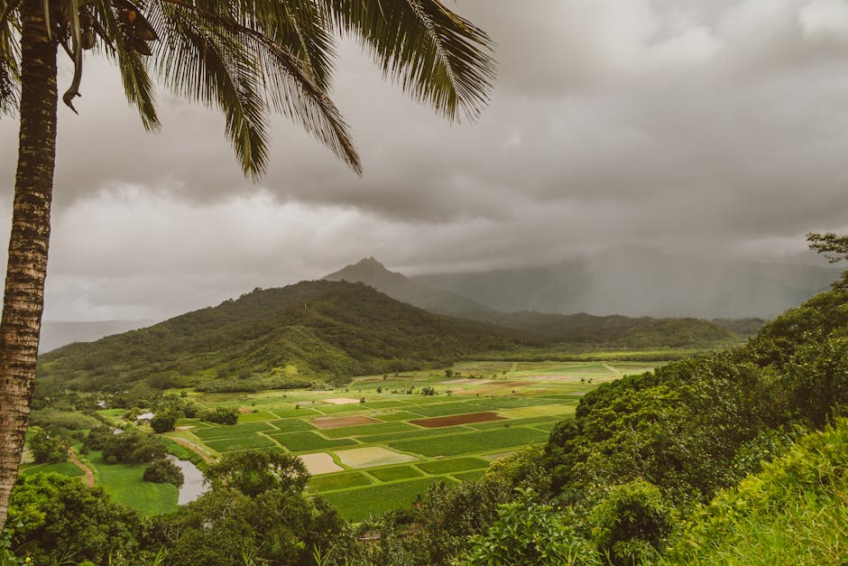 Photo by Jess Loiterton Scenic view of verdant farmland, mountains, and a lone palm tree under cloudy skies.