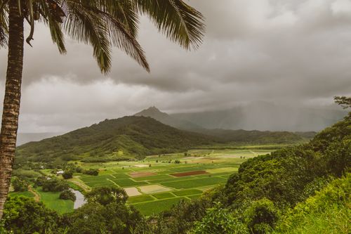 Free Scenic view of verdant farmland, mountains, and a lone palm tree under cloudy skies. Stock Photo