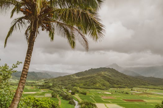 Beautiful tropical countryside landscape with palm tree under a cloudy sky.
