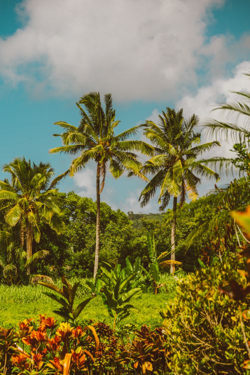 Free Lush tropical landscape featuring coconut palm trees against a blue sky. Stock Photo