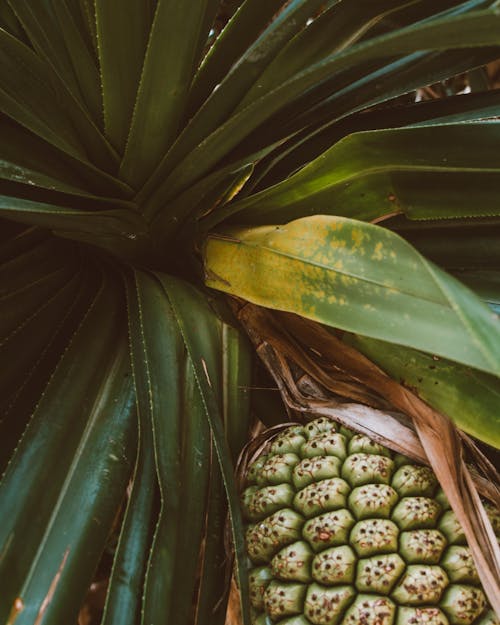 Free Pineapple Plant with Green and Yellow Leaves  Stock Photo
