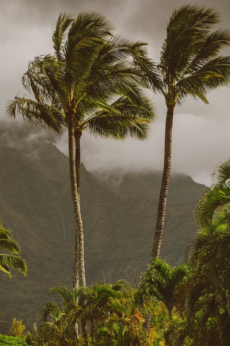 Palm Trees During Storm In Tropical Landscape