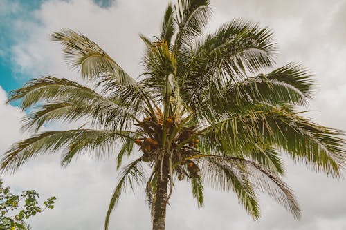 Green Palm Tree Under the Cloudy Sky 