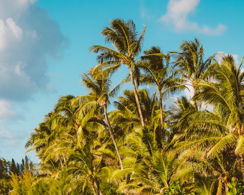 Gratis arkivbilde med blå himmel, hvite-skyer, kokosnøtter